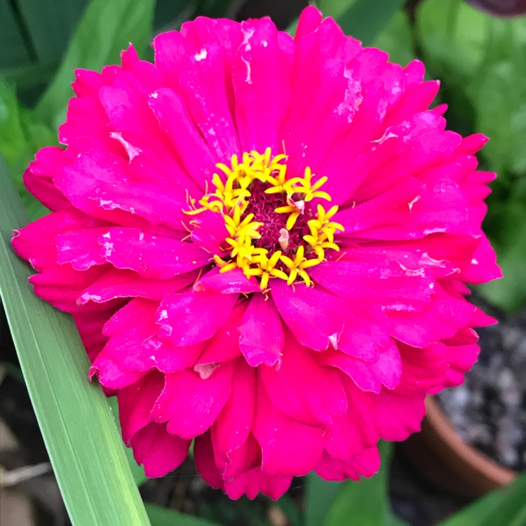 plant image 1126074