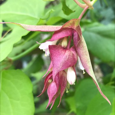 Leycesteria formosa