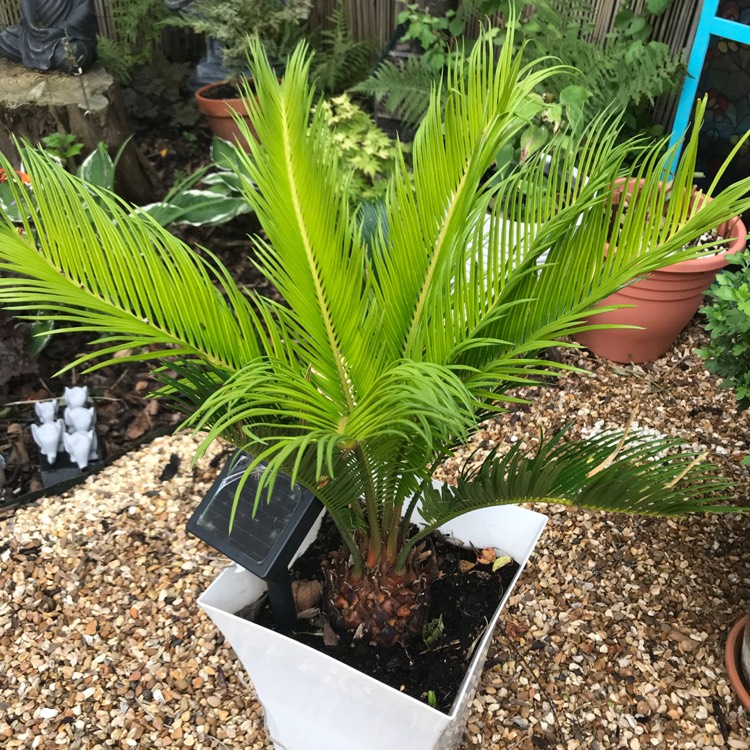 plant image 1144109