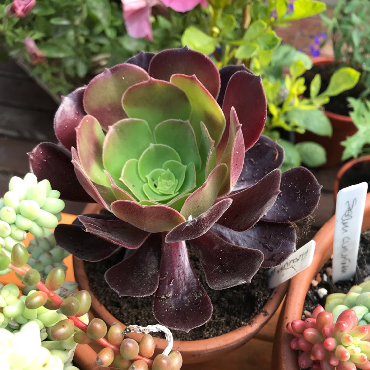 Plant image Aeonium 'Velour'