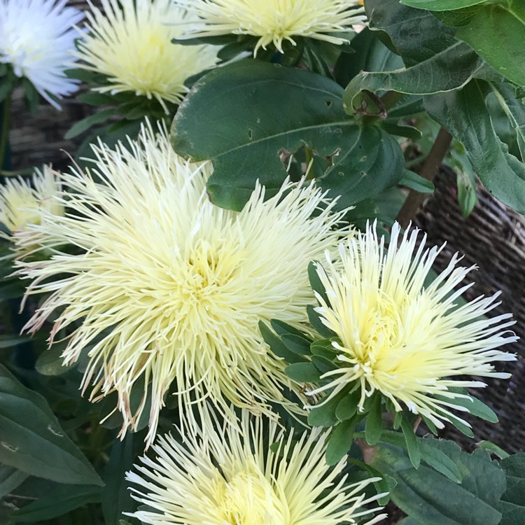 plant image 1155704 plant image 1155704