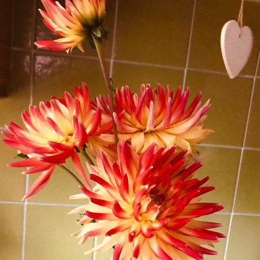 Dahlia 'Bora Bora'