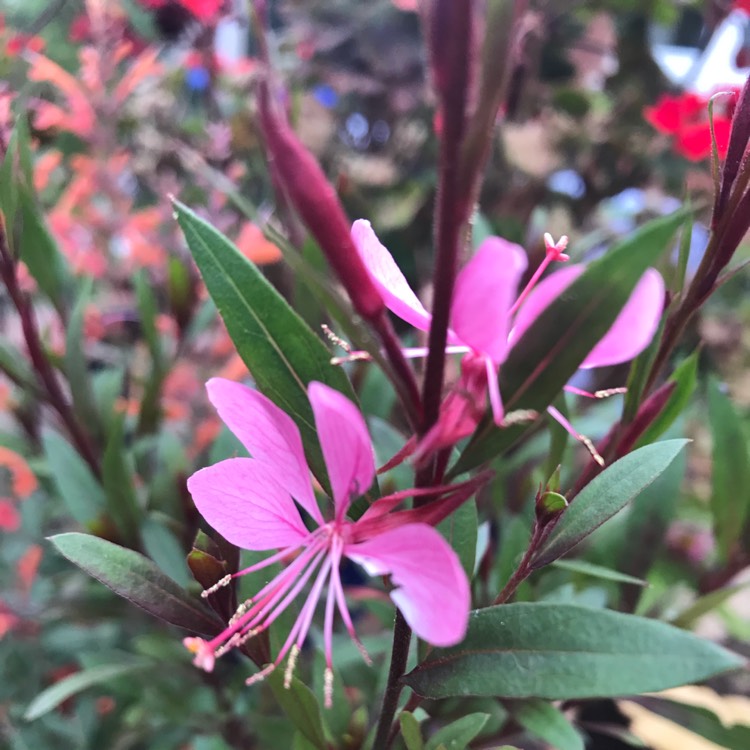 Plant image Oenothera lindheimeri 'Siskiyou Pink' syn. Gaura lindheimeri 'Siskiyou Pink'