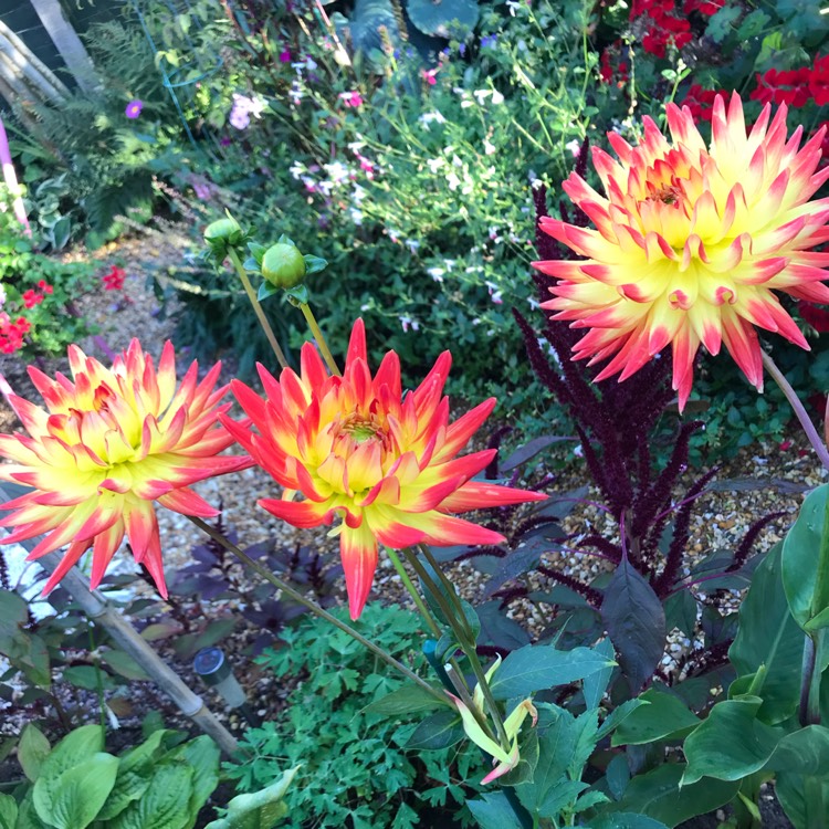 plant image 1223132 plant image 1223132