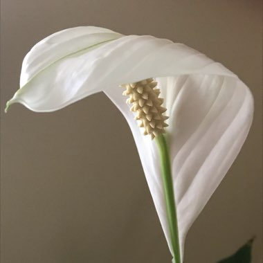 Spathiphyllum wallisii