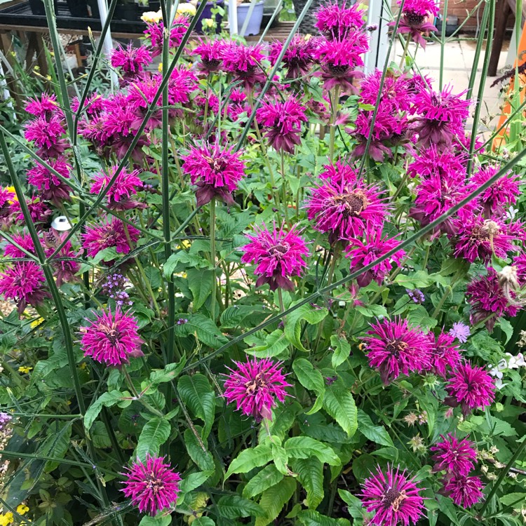 Plant image Monarda 'Loddon Crown'