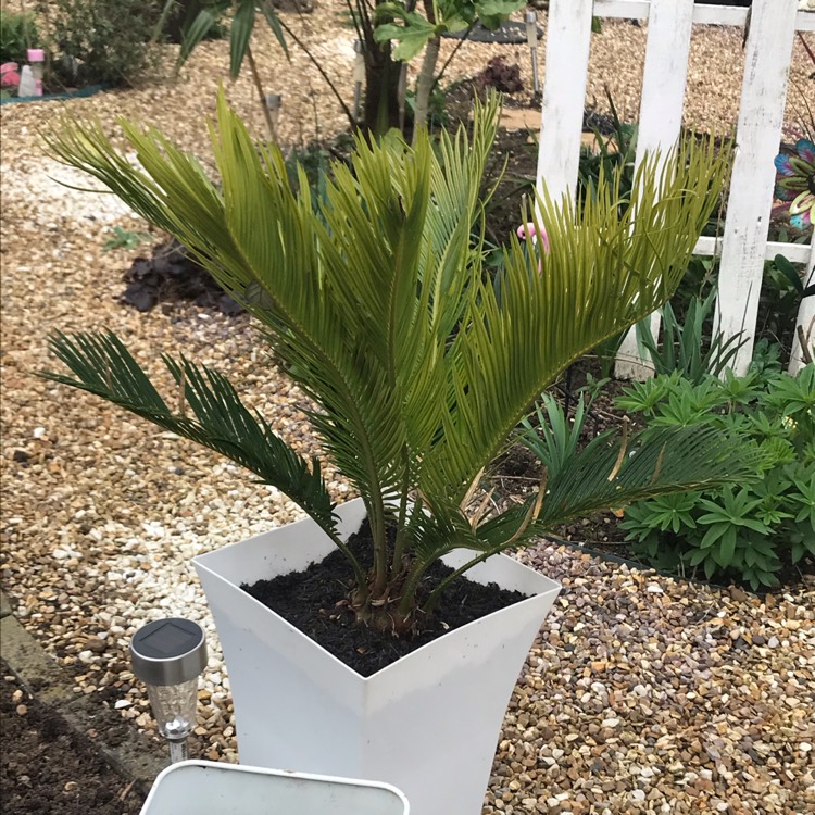 plant image 1254830