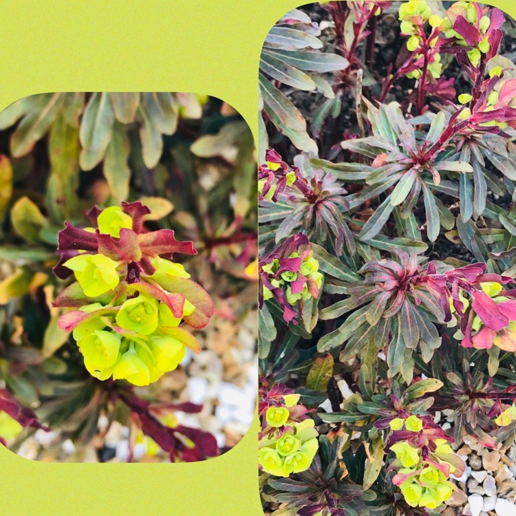 plant image 1260247