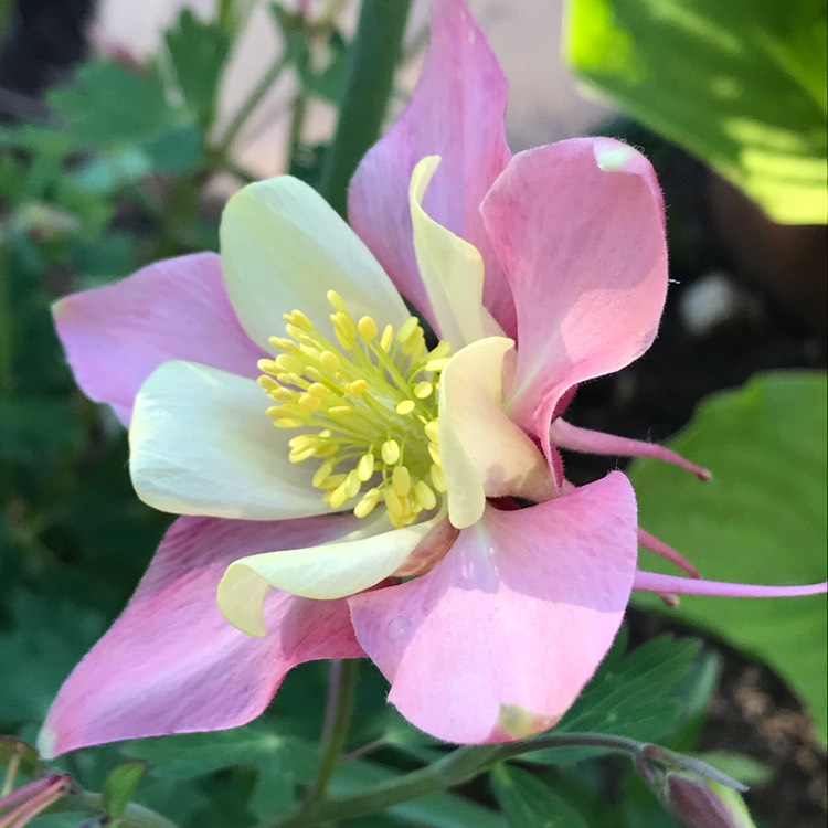 plant image 1298272
