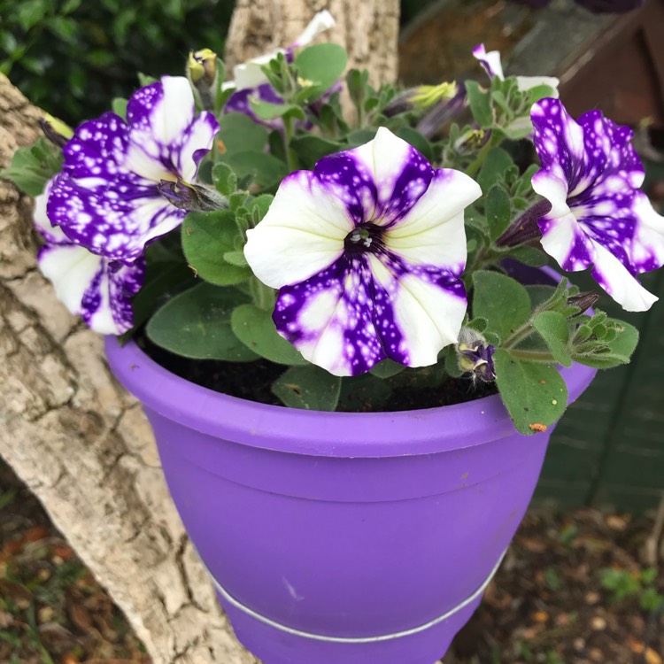 plant image 1308712
