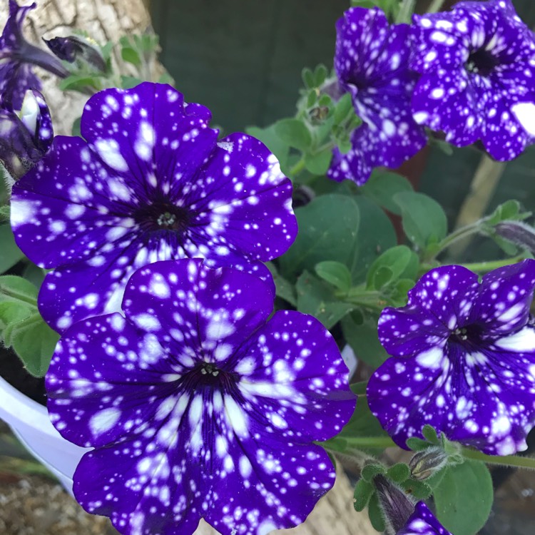 plant image 1317991