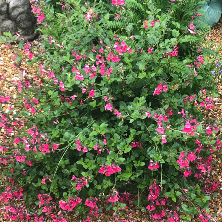 plant image 1323590