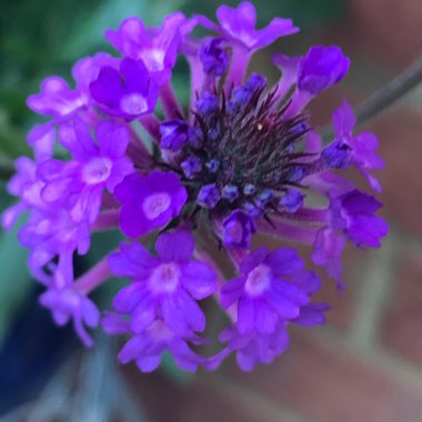 Verbena rigida syn. Verbena venosa