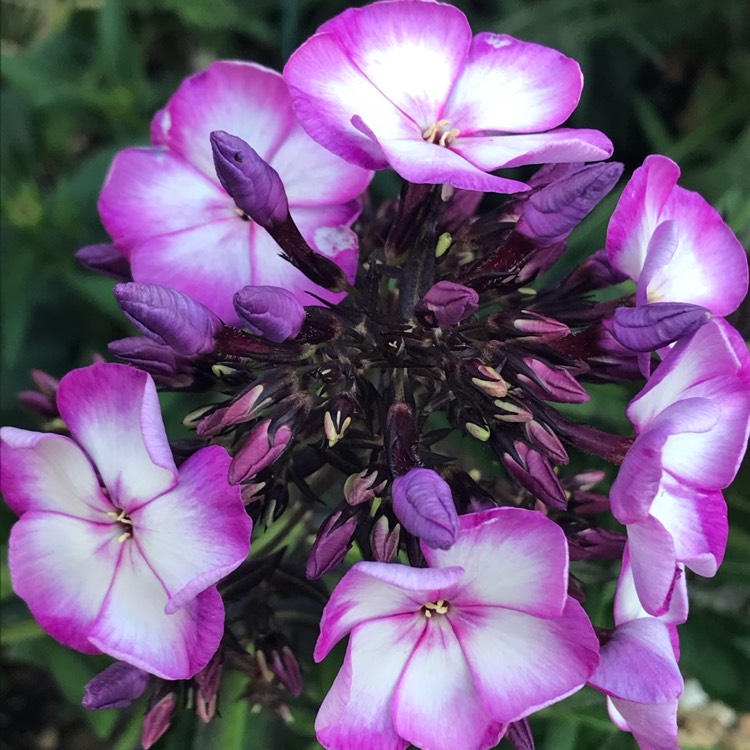 plant image 1339575 plant image 1339575