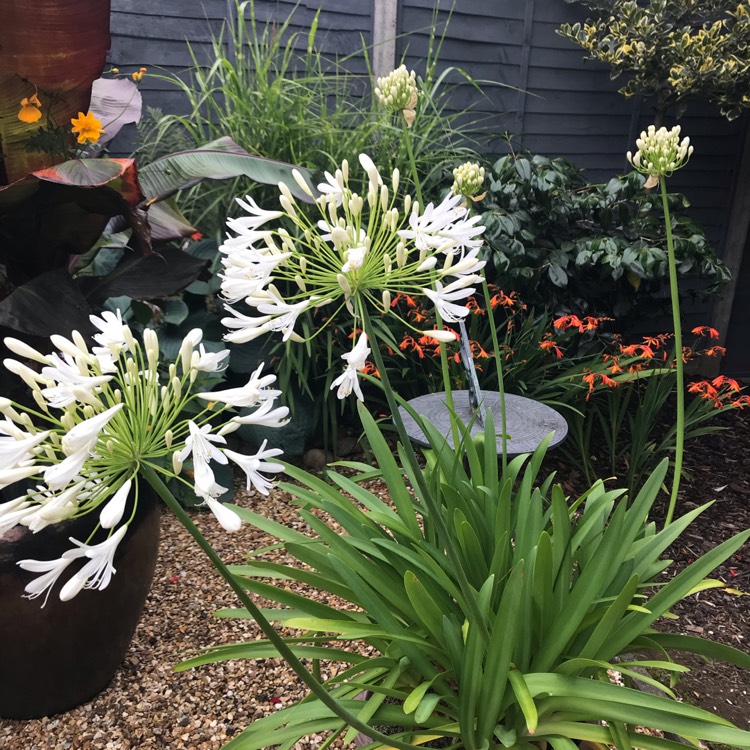 plant image 1355999