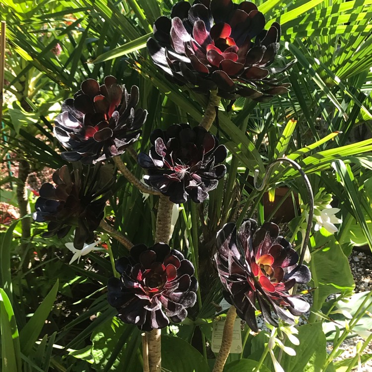 plant image 1371961