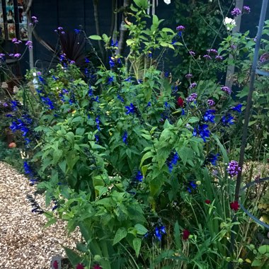 Salvia Guaranitica 'Black and Blue'