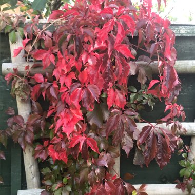 Parthenocissus quinquefolia syn. Ampelopsis hederacea ; Ampelopsis quinquefolia