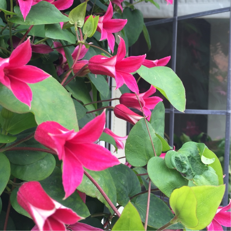 Clematis 'Princess Diana'
