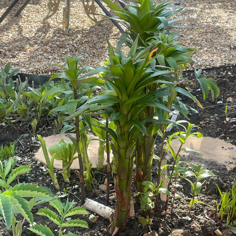 plant image 1474165 plant image 1474165