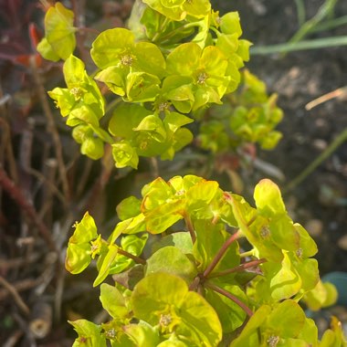 Euphorbia amygdaloides 'Purpurea' syn. Euphorbia amygdaloides 'Rubra'