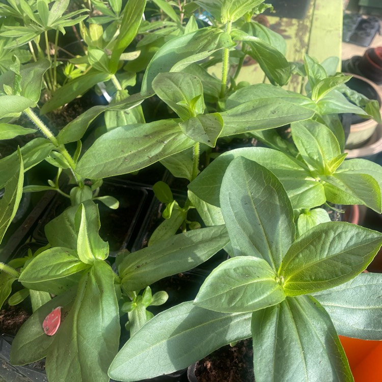 plant image 1477999