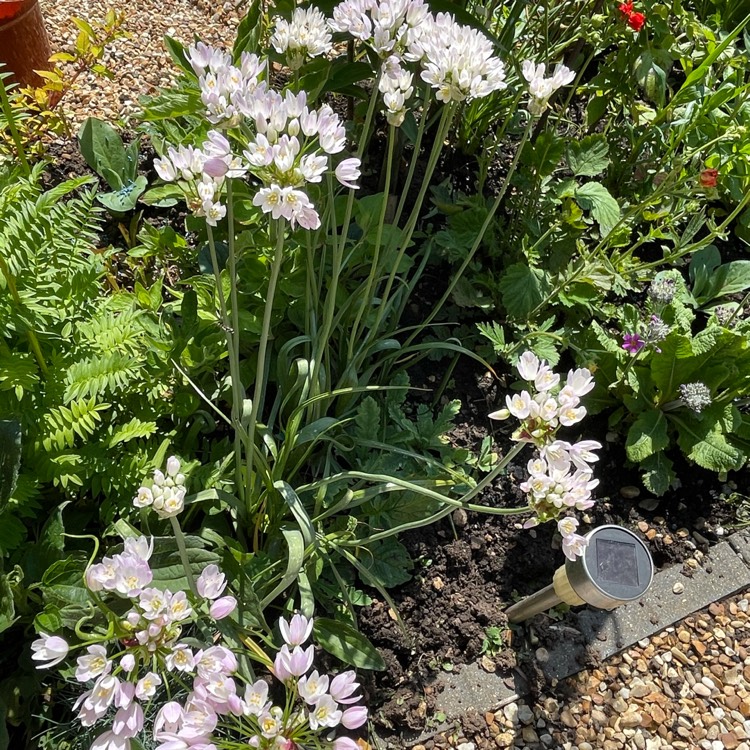 plant image 1488088