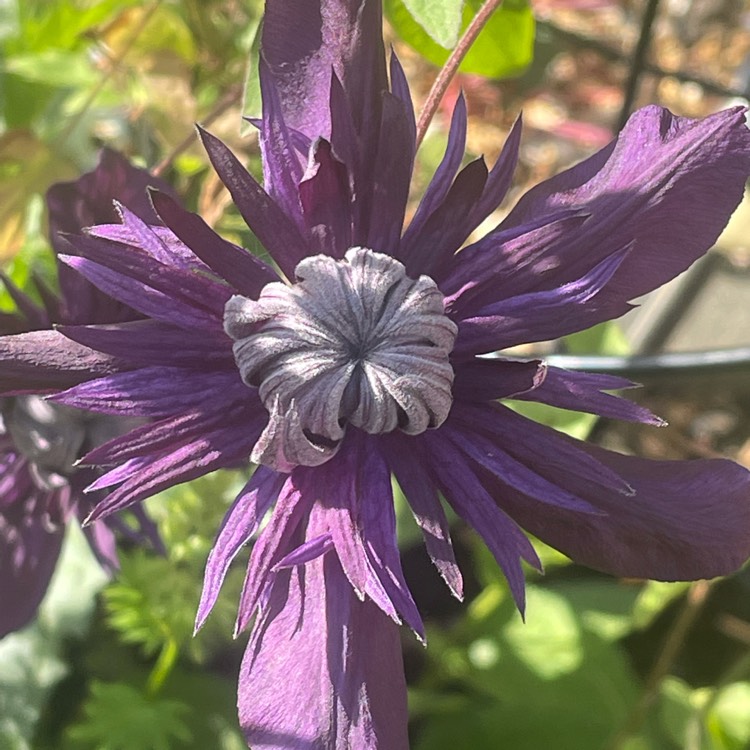 Plant image Clematis Kokonoe