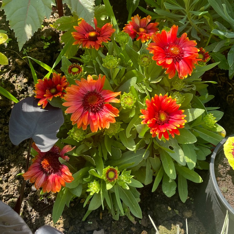 plant image 1504668