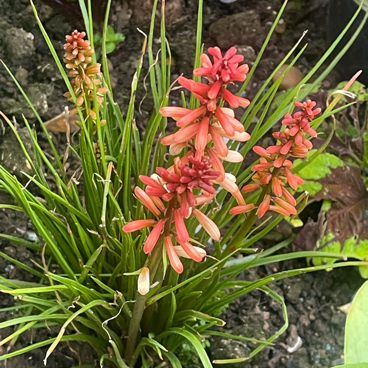 Plant image Kniphofia 'Orange Vanilla Popsicle' (Popsicle Series)