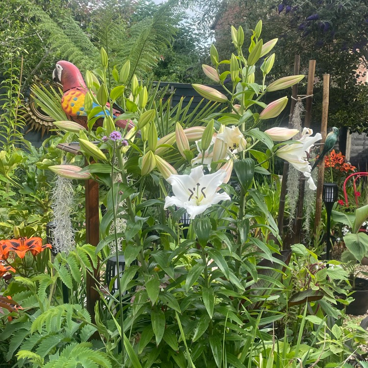 plant image 1509153 plant image 1509153