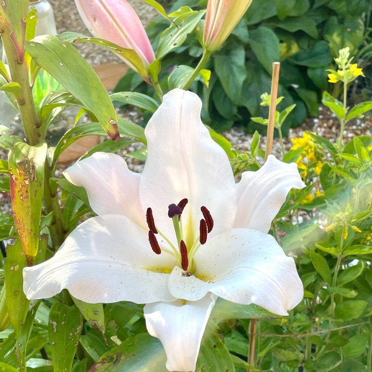 plant image 1509628 plant image 1509628
