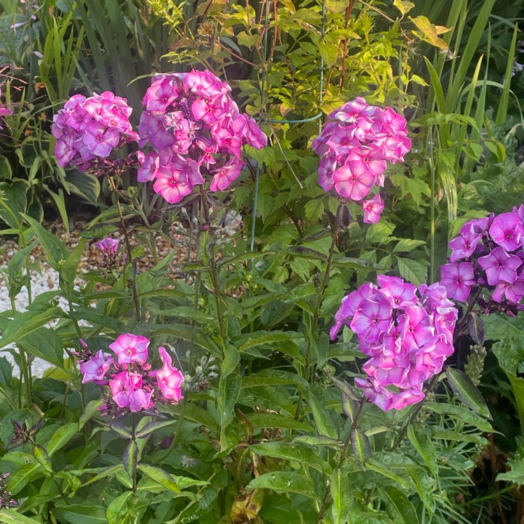 plant image 1511847 plant image 1511847