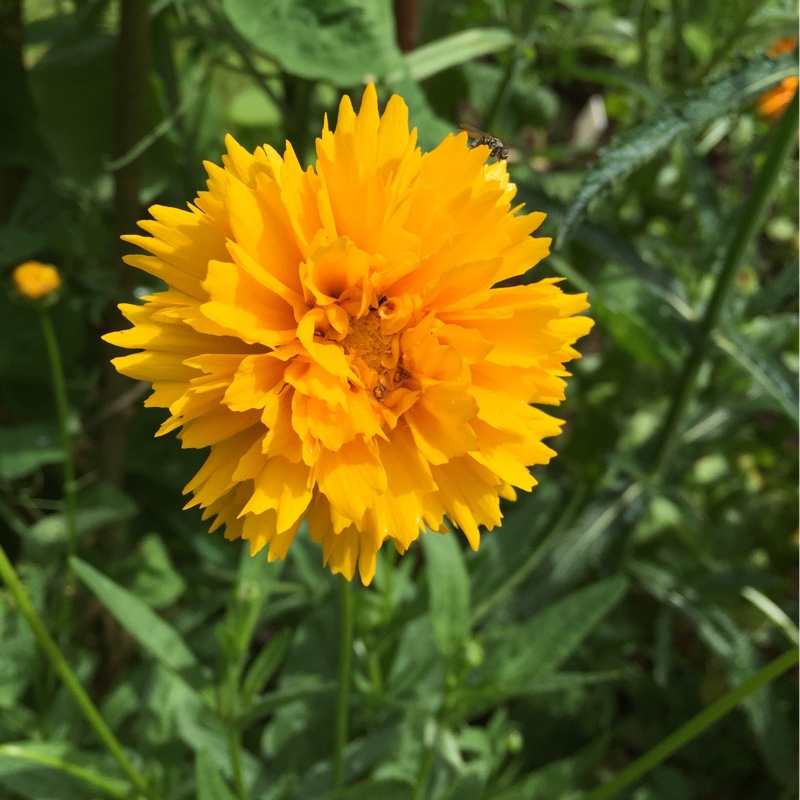 Plant image Coreopsis walberton's 'Flying Saucers'