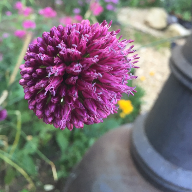 plant image 173157 plant image 173157