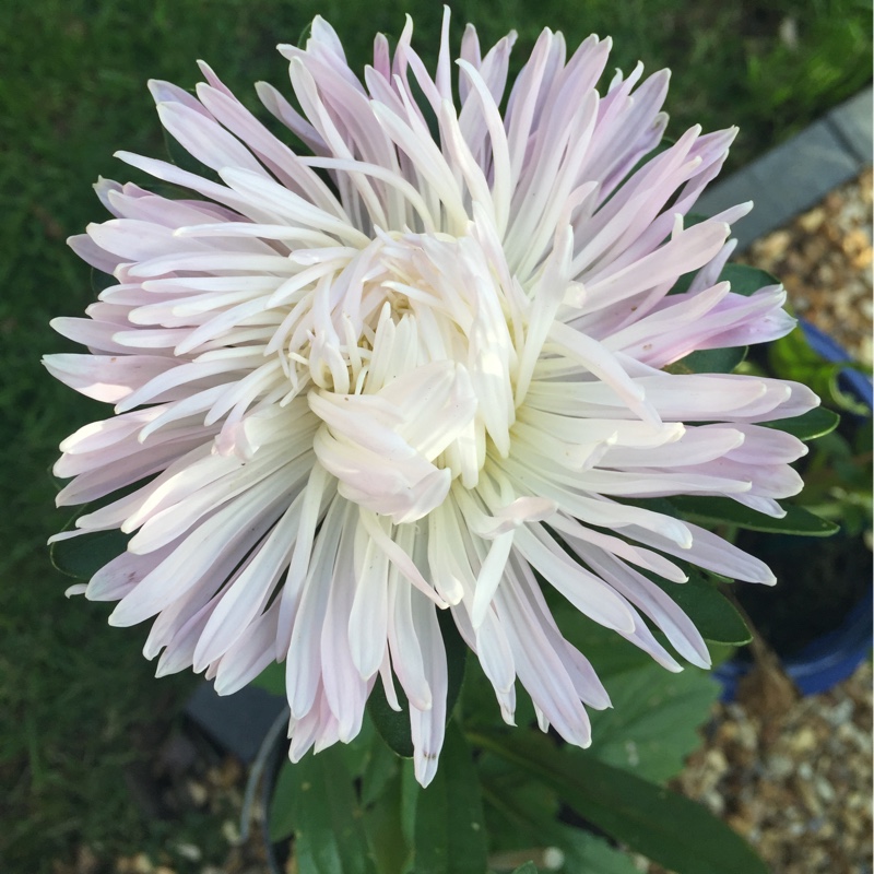 plant image 201430 plant image 201430