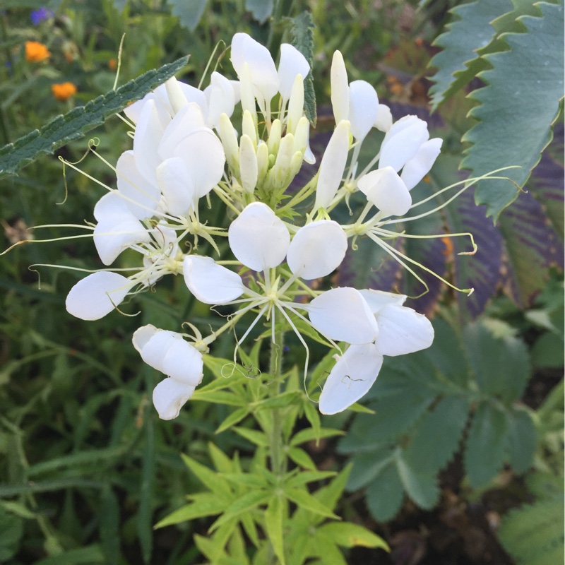 plant image 201452 plant image 201452