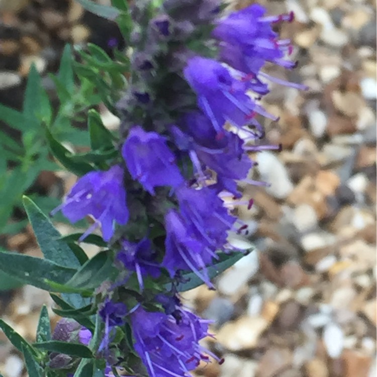 plant image 228618