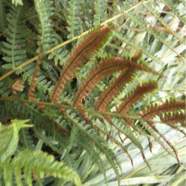 Osmunda regalis