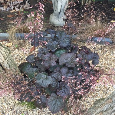 Heuchera