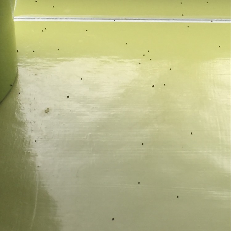 plant image 256865