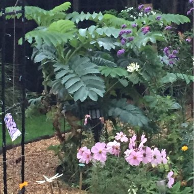 Melianthus major 'Purple Haze'