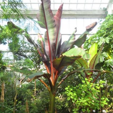 Ensete ventricosum 'Maurelii' syn. Ensete ventricosum 'Rubrum', Ensete 'Maurelii', Musa 'Santa Morelli'