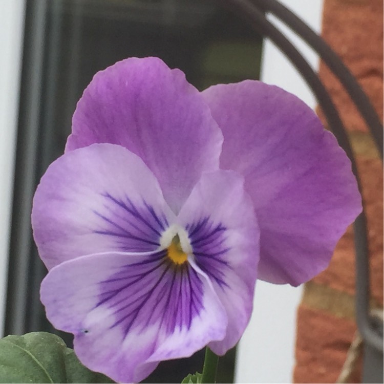 Plant image Viola Matrix Midnight Glow