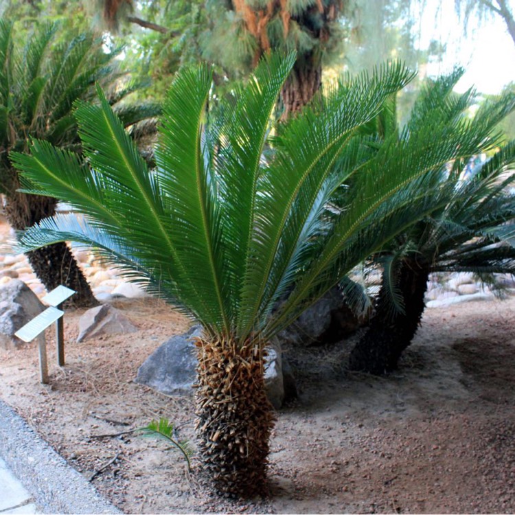 plant image 269147
