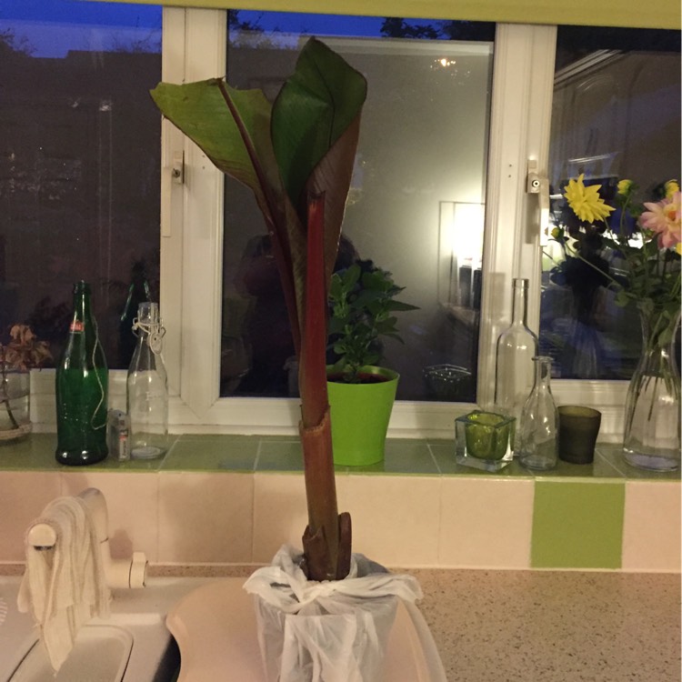 plant image 271186