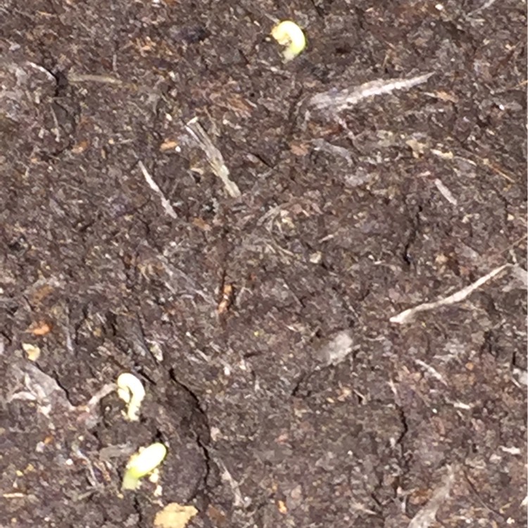plant image 271195
