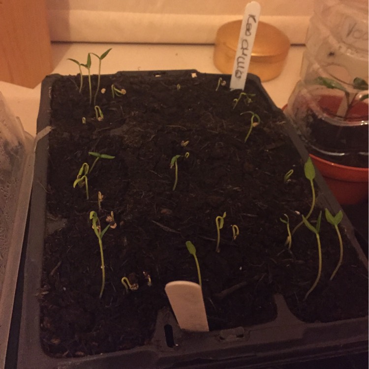plant image 272932