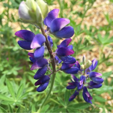 Lupinus