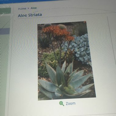 Aloe